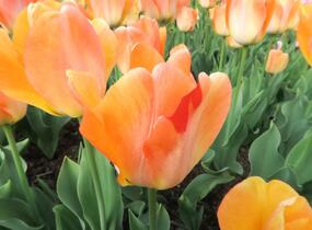 Tulipán Darwin hybrid 'Daydream' - Tulipa Darwin hybrid 'Daydream'