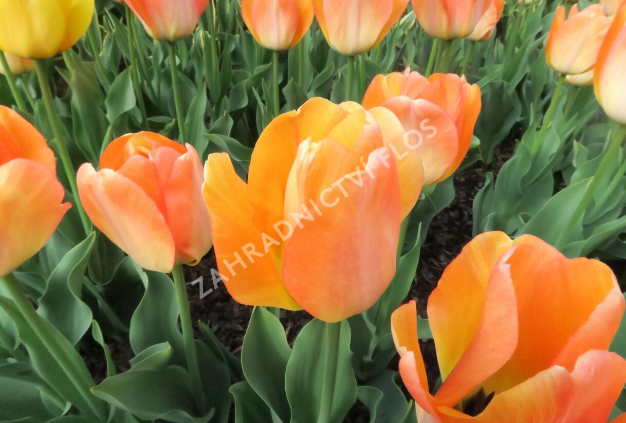 Tulipán Darwin hybrid 'Daydream' - Tulipa Darwin hybrid 'Daydream'