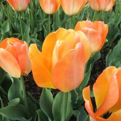 Tulipán Darwin hybrid 'Daydream' - Tulipa Darwin hybrid 'Daydream'