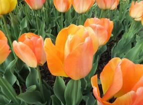 Tulipán Darwin hybrid 'Daydream' - Tulipa Darwin hybrid 'Daydream'