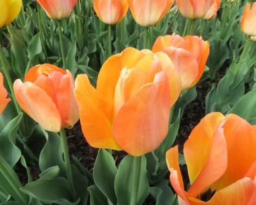 Tulipán Darwin hybrid 'Daydream'