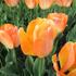 tulipan-darwin-hybrid-daydream.jpg