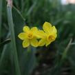 Narcis Jonquilla 'Baby Moon' - Narcissus Jonquilla 'Baby Moon'