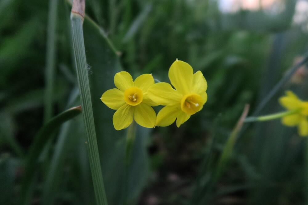 Narcis Jonquilla 'Baby Moon' - Narcissus Jonquilla 'Baby Moon'