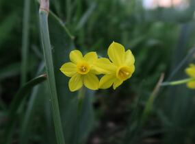 Narcis Jonquilla 'Baby Moon' - Narcissus Jonquilla 'Baby Moon'