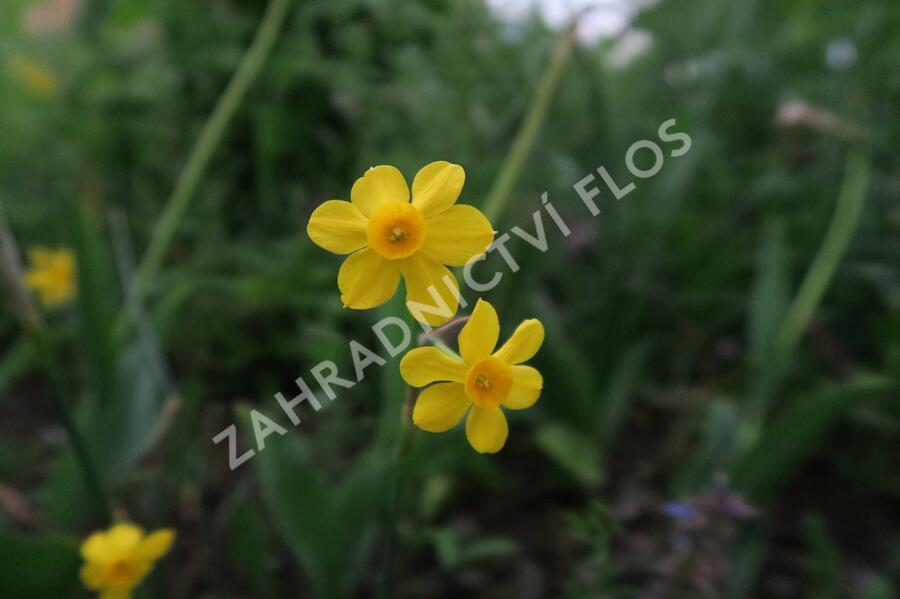Narcis Jonquilla 'Baby Moon' - Narcissus Jonquilla 'Baby Moon'