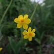 Narcis Jonquilla 'Baby Moon' - Narcissus Jonquilla 'Baby Moon'