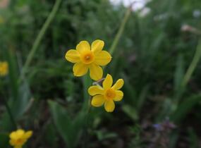 Narcis Jonquilla 'Baby Moon' - Narcissus Jonquilla 'Baby Moon'