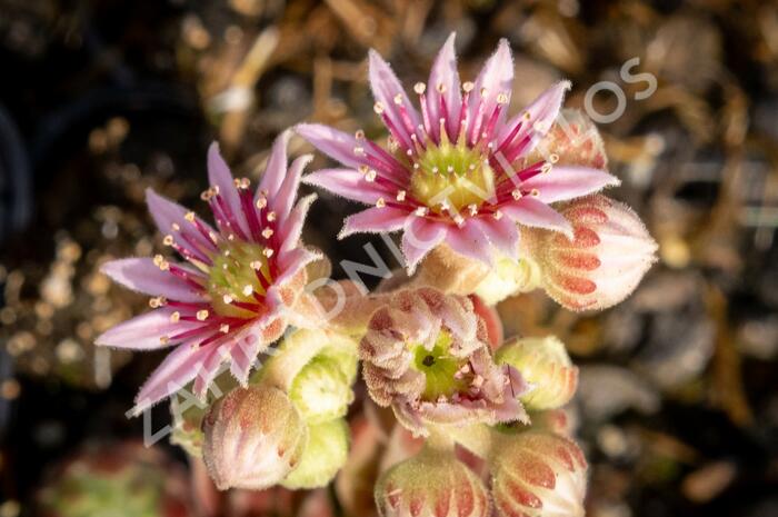 Netřesk 'Alpha' - Sempervivum 'Alpha'