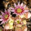 Netřesk 'Alpha' - Sempervivum 'Alpha'