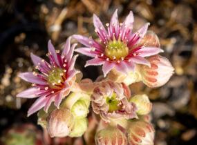 Netřesk 'Alpha' - Sempervivum 'Alpha'