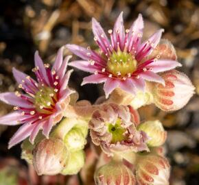 Netřesk 'Alpha' - Sempervivum 'Alpha'