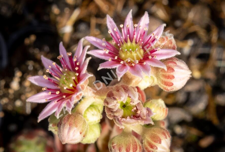 Netřesk 'Alpha' - Sempervivum 'Alpha'