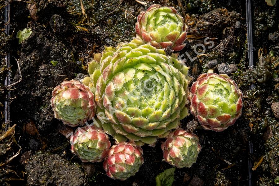 Netřesk 'Alpha' - Sempervivum 'Alpha'