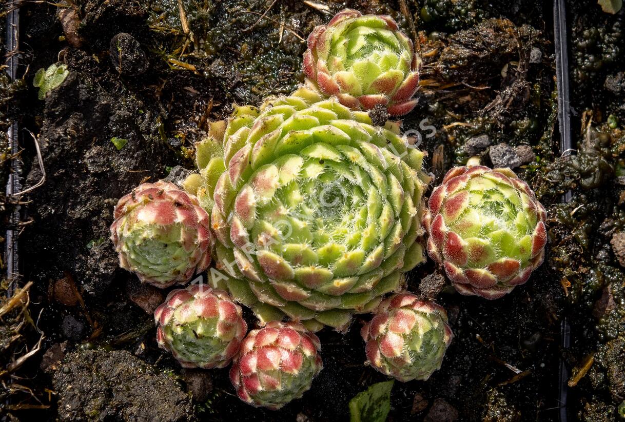 Netřesk 'Alpha' - Sempervivum 'Alpha'