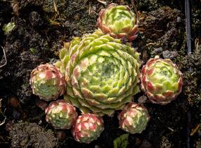 Netřesk 'Alpha' - Sempervivum 'Alpha'