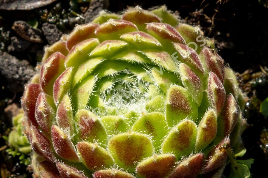 Netřesk 'Alpha' - Sempervivum 'Alpha'