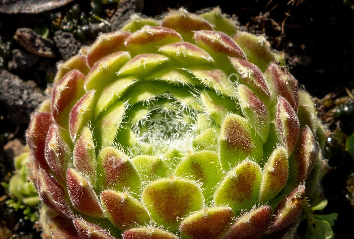 Netřesk 'Alpha' - Sempervivum 'Alpha'