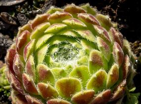Netřesk 'Alpha' - Sempervivum 'Alpha'