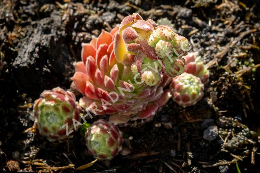 Netřesk 'Alpha' - Sempervivum 'Alpha'