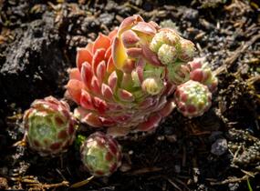 Netřesk 'Alpha' - Sempervivum 'Alpha'