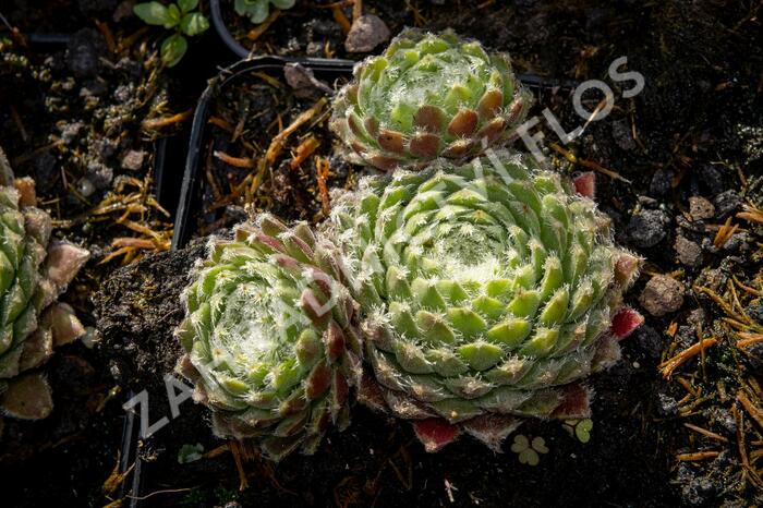 Netřesk 'Ordensstern' - Sempervivum 'Ordensstern'