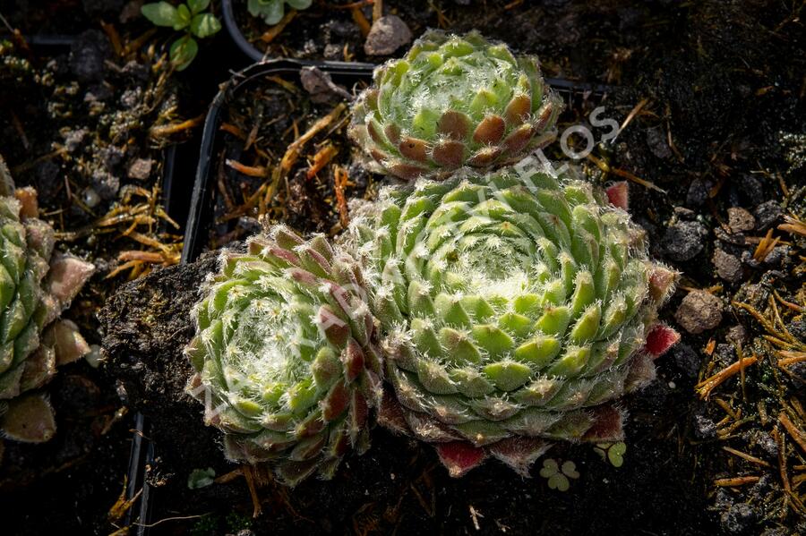 Netřesk 'Ordensstern' - Sempervivum 'Ordensstern'