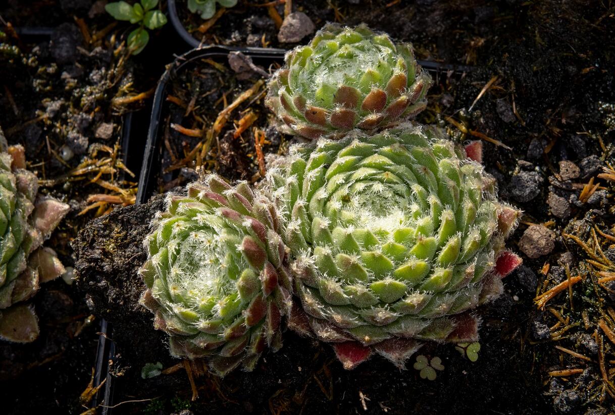 Netřesk 'Ordensstern' - Sempervivum 'Ordensstern'