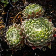 Netřesk 'Ordensstern' - Sempervivum 'Ordensstern'