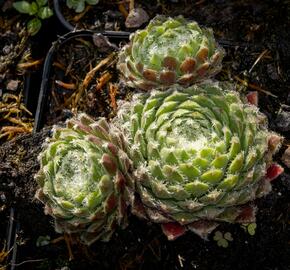 Netřesk 'Ordensstern' - Sempervivum 'Ordensstern'