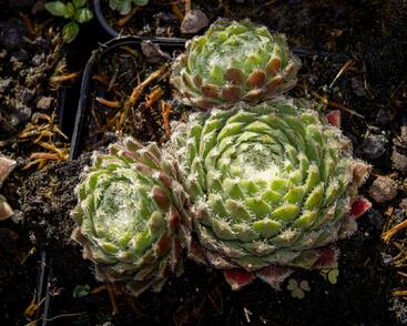 Netřesk 'Ordensstern'