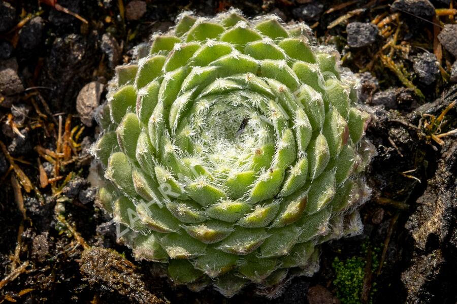 Netřesk 'Ordensstern' - Sempervivum 'Ordensstern'