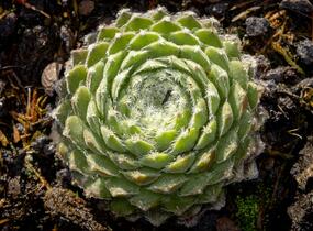 Netřesk 'Ordensstern' - Sempervivum 'Ordensstern'