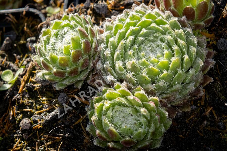 Netřesk 'Ordensstern' - Sempervivum 'Ordensstern'