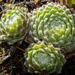 Netřesk 'Ordensstern' - Sempervivum 'Ordensstern'