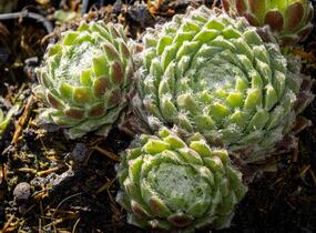 Netřesk 'Ordensstern' - Sempervivum 'Ordensstern'
