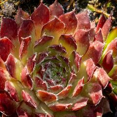 Netřesk 'Purple Passion' - Sempervivum 'Purple Passion'