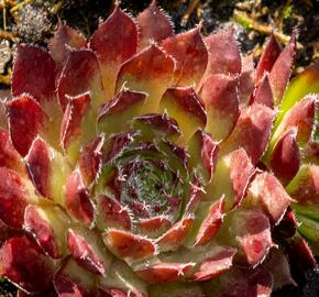 Netřesk 'Purple Passion' - Sempervivum 'Purple Passion'