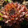 Netřesk 'Purple Passion' - Sempervivum 'Purple Passion'