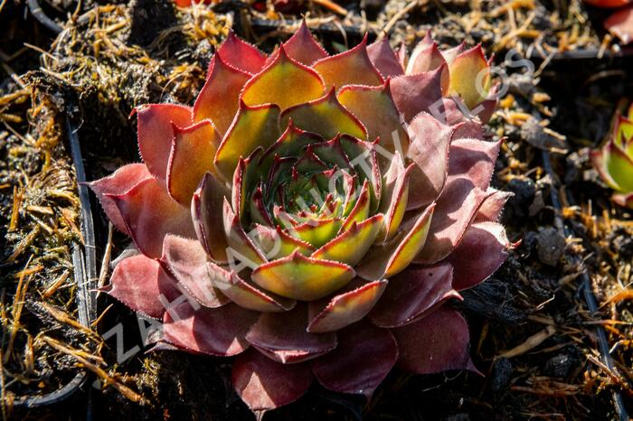 Netřesk 'Rauher Kulm' - Sempervivum 'Rauher Kulm'