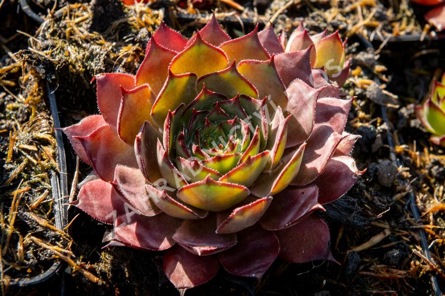 Netřesk 'Rauher Kulm' - Sempervivum 'Rauher Kulm'