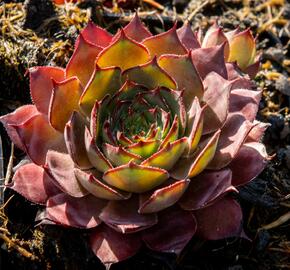 Netřesk 'Rauher Kulm' - Sempervivum 'Rauher Kulm'