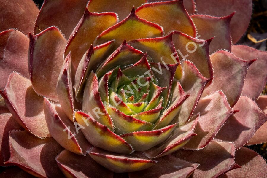 Netřesk 'Rauher Kulm' - Sempervivum 'Rauher Kulm'