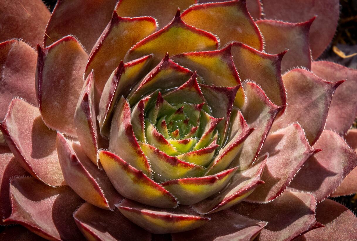 Netřesk 'Rauher Kulm' - Sempervivum 'Rauher Kulm'