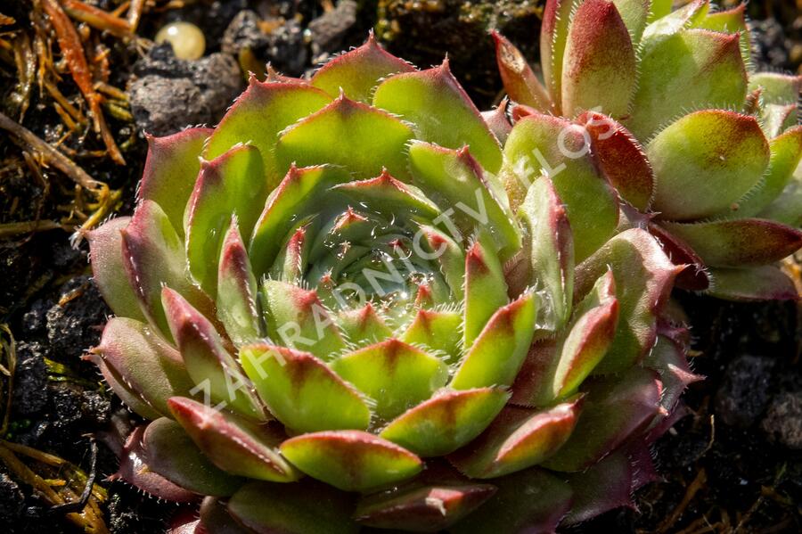 Netřesk 'Santis' - Sempervivum 'Santis'