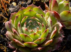 Netřesk 'Santis' - Sempervivum 'Santis'