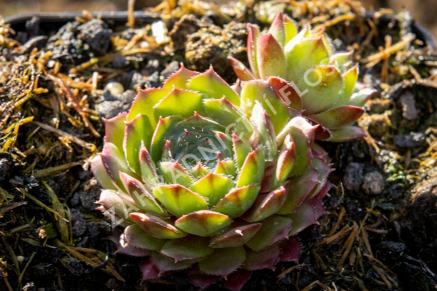 Netřesk 'Santis' - Sempervivum 'Santis'