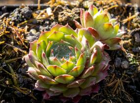 Netřesk 'Santis' - Sempervivum 'Santis'