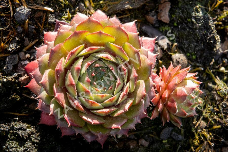 Netřesk 'Santis' - Sempervivum 'Santis'