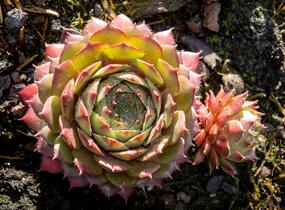 Netřesk 'Santis' - Sempervivum 'Santis'